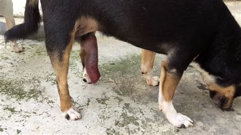 porn cani|Canine .